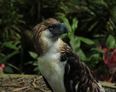 águila filipina, águila monera