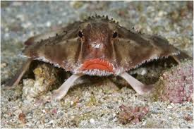 pez murciélago de labios rojos