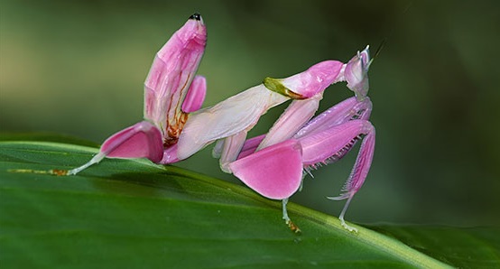 mantis orquídea