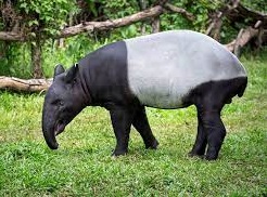 tapir malayo