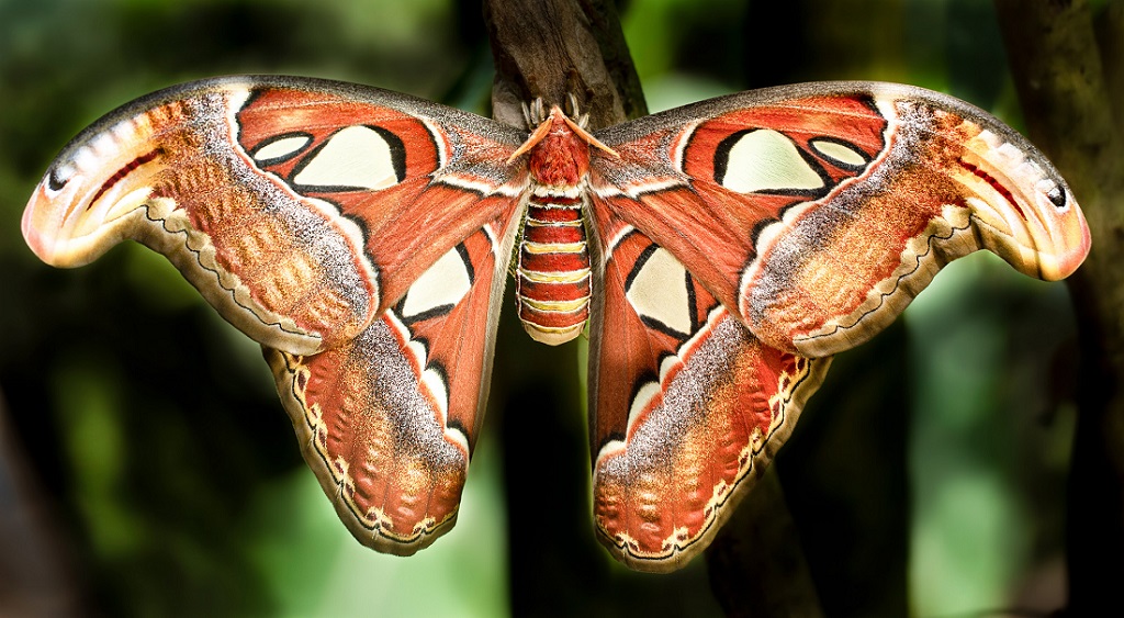 mariposa atlas