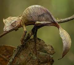 gecko cola de hoja