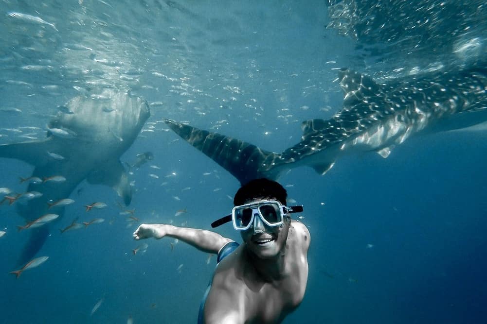 hombre buceando entre ballenas